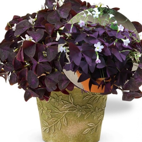 Oxalis triangularis 'Burgundy Wine' - Santa katariina jänesekapsas 'Burgundy Wine' P9/0,55L